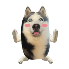 mr.nif husky4