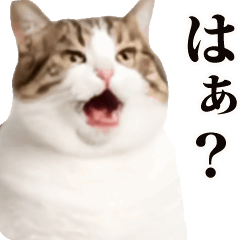 Funny Cat Animated Sticker