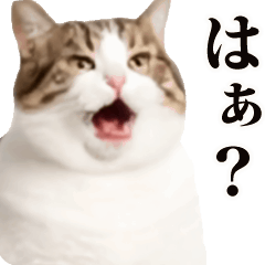 おもしろい動きをする猫のスタンプ