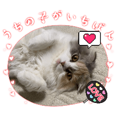 Ayame_20250801164933