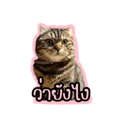 Leo the cat sticker2