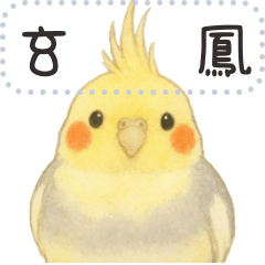 玄鳳鸚鵡｜自行發揮訊息貼圖