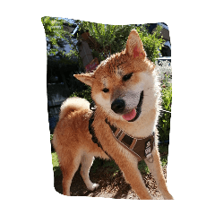Akari_20250801180216