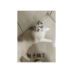 貓咪覺得累