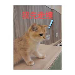 貓樂貓咖啡