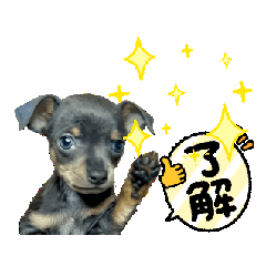 dog_20250802174118