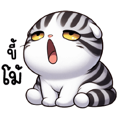 นุ้งแมวขาวลายเสือดำ น่ารัก ตัวตึง