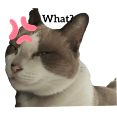 Shopping_20250802091008