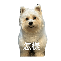 西高地日記（一）