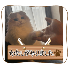 Melon_20250802222715