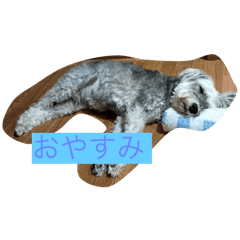 maple_20250802224136