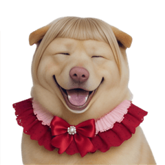 穿紅衣的紀州犬 (NT)