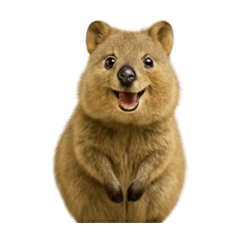 Quokkahahah0802