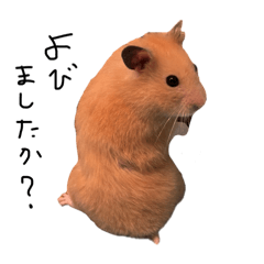 hamster_bonnie