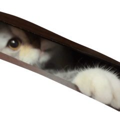 雪寶小公主與她的傻瓜兒子們