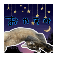 ちゃいろのらて