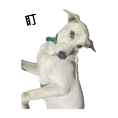 我是拉素素素 嘻