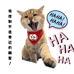 喵星人的奇幻旅程