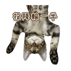 嘿！糖式回應