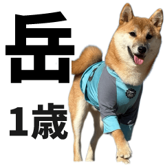 柴犬の岳 1歳