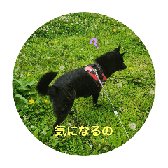 Charlie_20250802152416
