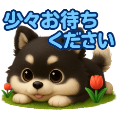 Cute 3D Pomeranian's daily life (keigo)