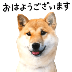 Shiba Inu Kuucyan
