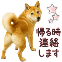 Shiba Inu Family Message