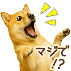 Shiba Inu Reply Stickers