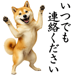 Polite Shiba Inu Stickers