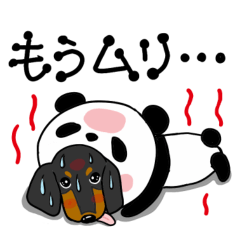 ダックス達の暑い夏2025.8