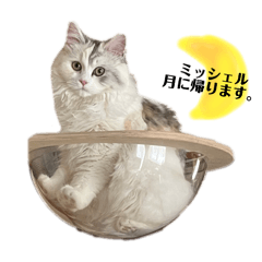 sugar_20250802183542