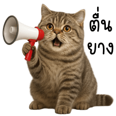 แมวสลิด แต่ไม่สนิท ตัวตึง