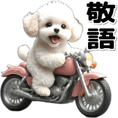 敬語♡バイク好き　トイプードル