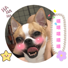 吉娃娃芭樂-日常梗圖(◐‿◑)﻿