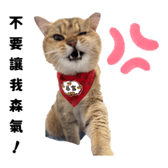 喵星人的奇幻旅程趴兔