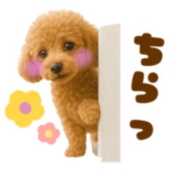 The daily life of a toy poodle1