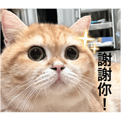 波波的日常（第二彈）