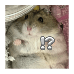 Mochi_20250803053231