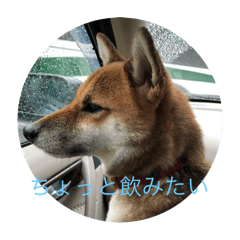 SAKURA_20250803060159