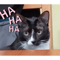 阿弟哥哥和小花妹妹