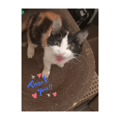 阿弟哥哥豆花妹妹（小花）