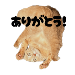 mochimi_20250803011134