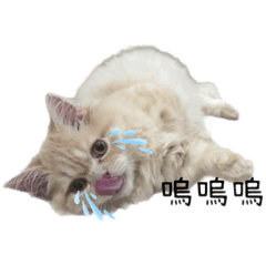 阿金の生活2（公開）