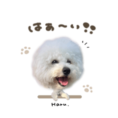 uchinoko_honpo._20250803102947