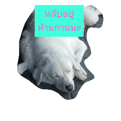 Kallaya pets