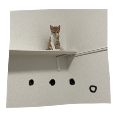Kitten's daily life!