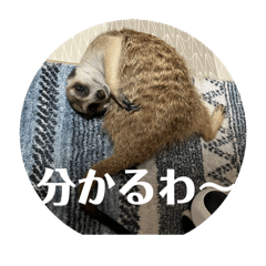 Murachan_20250804012323