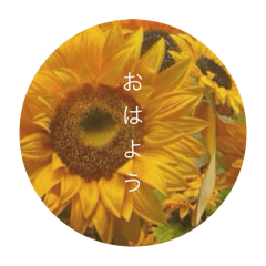 hiro2025Summerhimawari