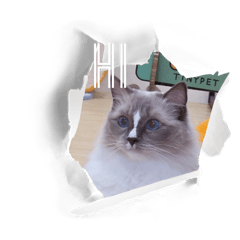 滿滿與他家人們的日常